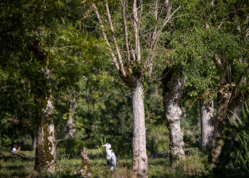 Heron
